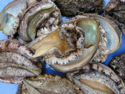 长岛鲍鱼