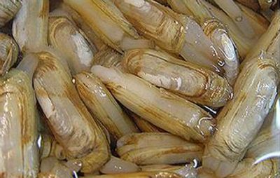 莱阳缢蛏