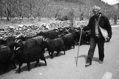 牙山黑绒山羊