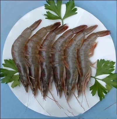 莱州对虾