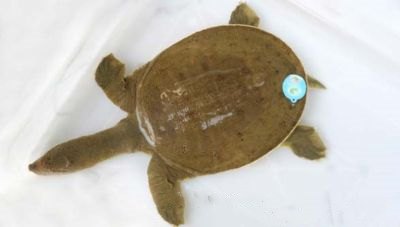 丁马甲鱼
