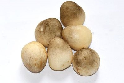 莘县蘑菇