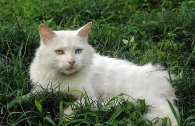 临清狮猫